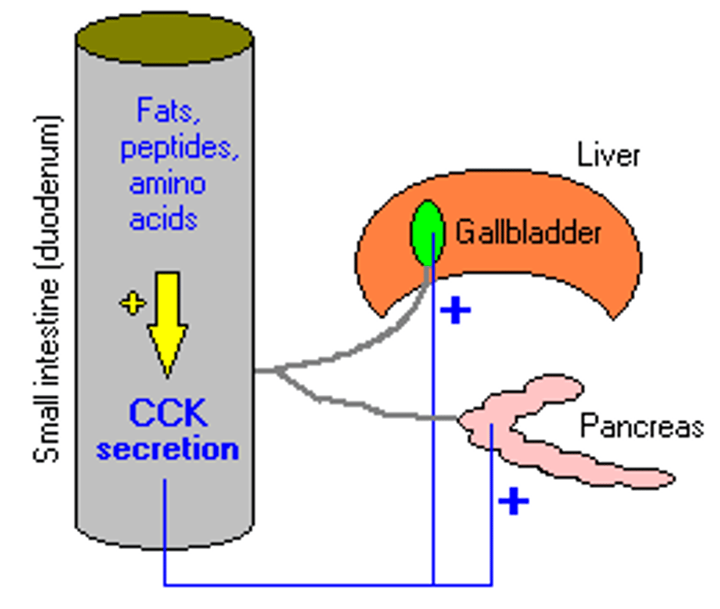 <p>Stimulates release of bile and pancreatic enzymes (including amylase)</p>