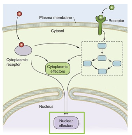 <p>Membrane Permeable Signal Molecule→ molecules bind to receptor proteins in the cytosol</p><p></p><p>Membrane Impermeable Signal Molecule → binds to transmembrane cell surface receptor proteins which activate second messengers</p><p></p><p>Signalling Proteins and Second Messengers → amplify, process, and distribute incoming signals from both classes of signal receptor proteins</p><p></p><p>Cytoplasmic Effectors → some signals are sent to effector proteins in the cytosol. this is typically a fast, short lived response to the activation of a signalling pathway</p><p></p><p>Nuclear Effectors → some signalling pathways terminate at effectors in the nucleus. these effectors are transcription factors that control gene expression. this results in a slower, more prolonged response to a signalling pathway</p>