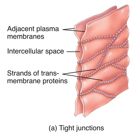 <p>transmembrane proteins fuse together adjacent cells; located in epithelial tissue in the stomach, intestines, and urinary bladder; inhibits the passage of substances between cells</p>