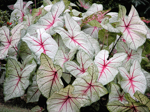 <p>Caladium (Araceae)</p>