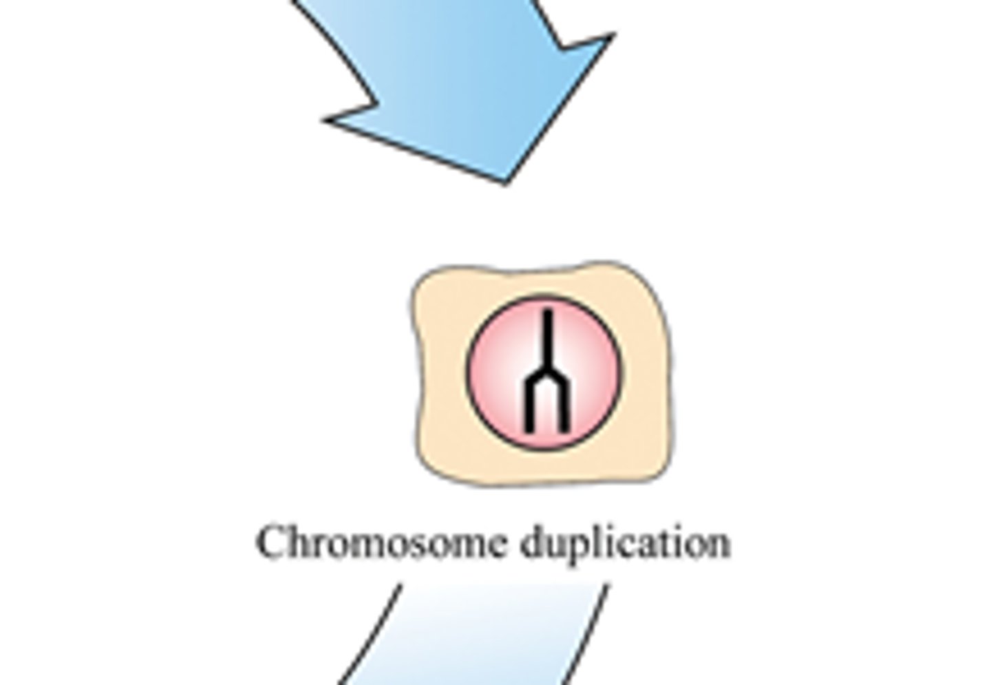 <p>chromosome replicate and DNA synthesizes</p>