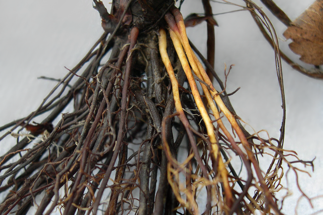 <p>What disease is this? </p>