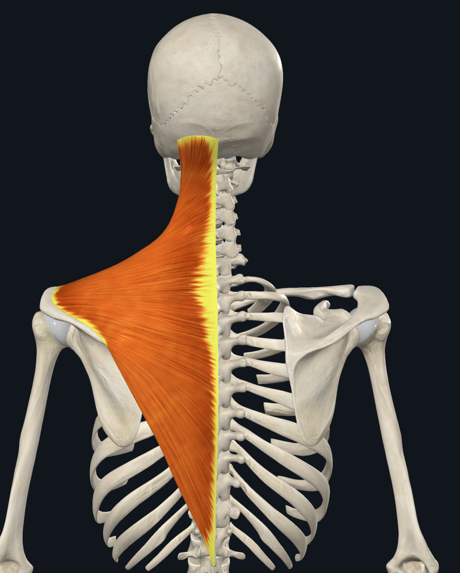 <p>Occipital bone: superior nuchal line and the external occipital protuberance </p><p>Nuchal ligament</p><p>CV7-TV12 on the spinous process</p>