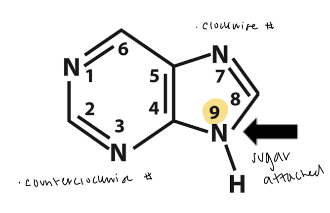 <p>number C1-9. Sugar attached at C9.</p>