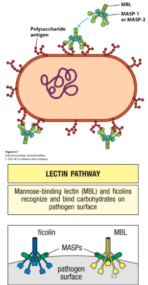 <p>• Expression of lectins increase during infection</p><p>• These PRRs can bind surface of pathogens</p><p>  - This activates MASPs (MBL-associated serine proteases), which triggers signaling cascade on pathogen surface</p><p>  - C3 convertase is generated (C4b2a)</p><p>     - C3 cleaved → C3a and C3b </p>