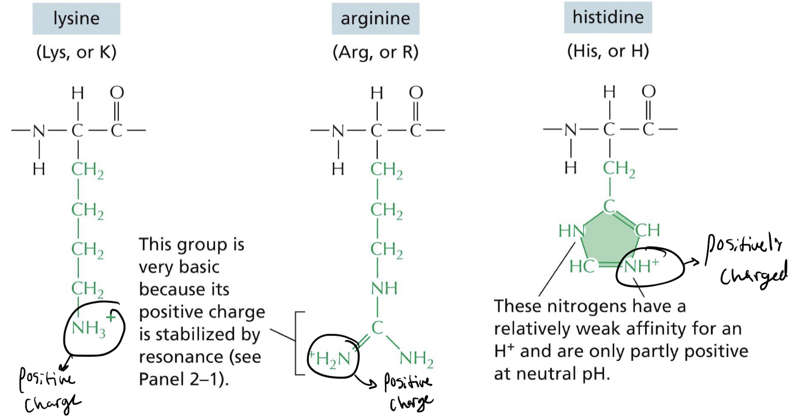 Positively charged N terminal

* ex) NH3+, +H2N, NH+ at N-terminal