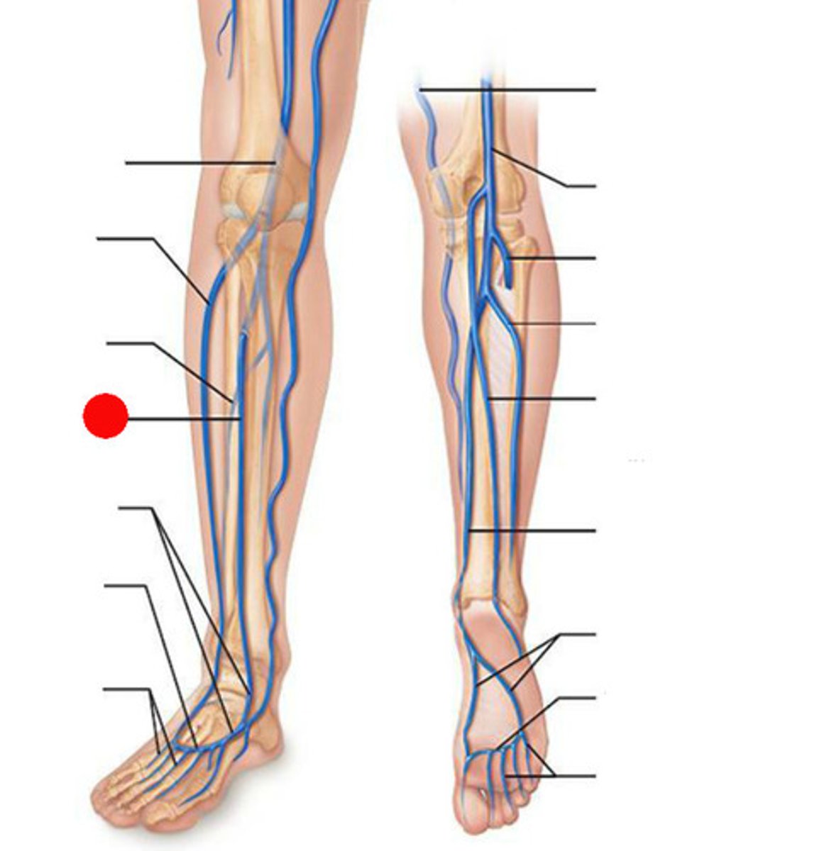 <p>Drain blood from the dorsum of the foot and the anterior compartment of the calf</p>