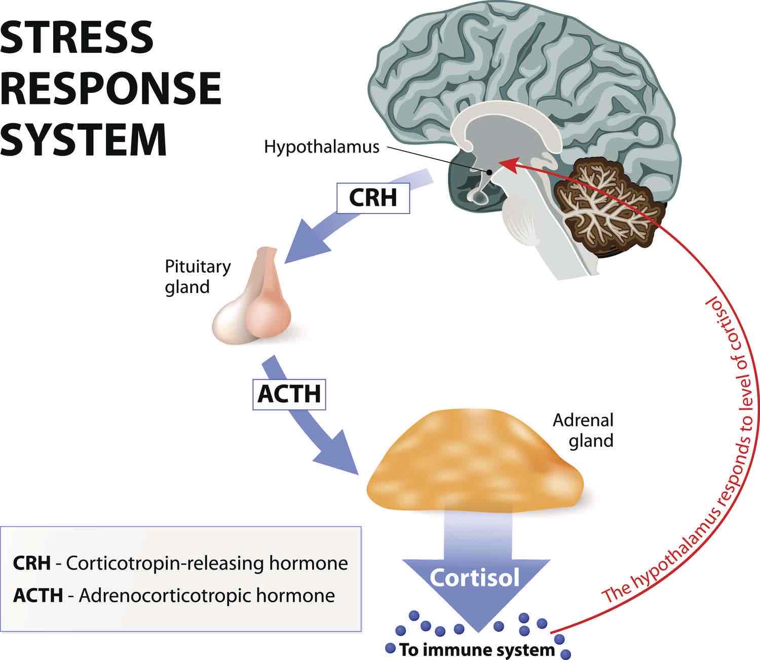 <p>HPA Axis </p>