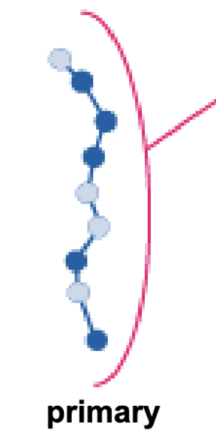 <p>Linear sequence of amino acids!</p><p>Determine by mRNA code; in combination with environment can determine higher level structures</p>