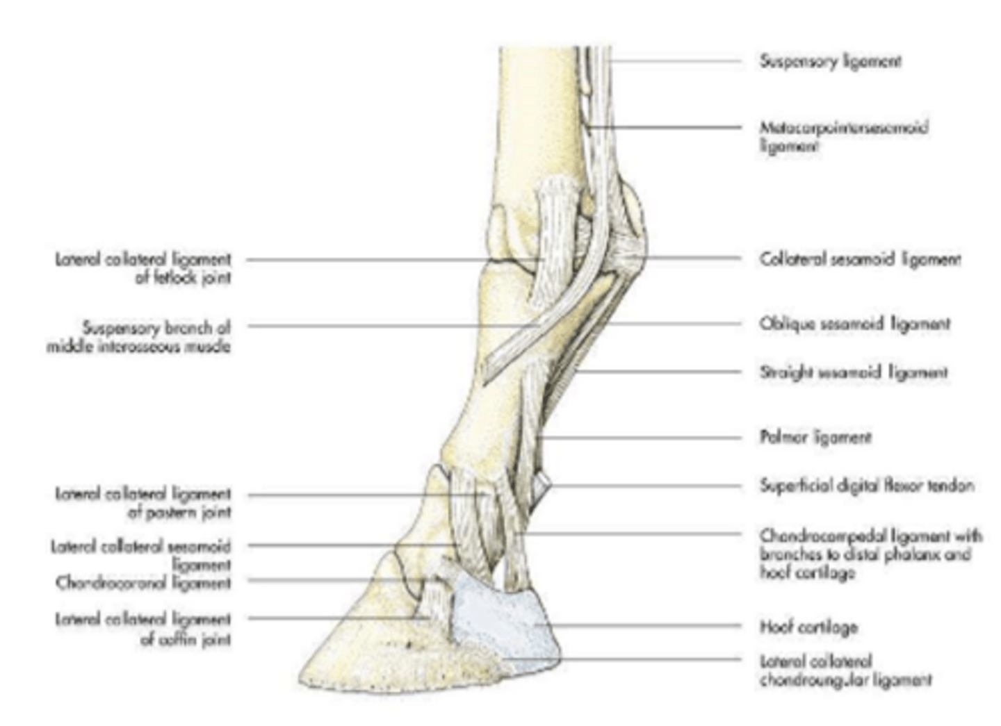 <p>metacarpophalangeal joint</p>
