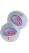<ul><li><p>Chromosomes reach opposite poles of the cell</p></li><li><p>Chromatids unwind back into chromatin</p></li><li><p>Nuclear envelope reappear reforming the nucleus</p></li><li><p>Spindle fibers disappear</p></li><li><p>New double membrane (cell membrane) gain to form between 2 nuclei (cell pinches)</p></li><li><p>Animal Cell - Cleavage</p></li><li><p>Plant Cell - Cell Plate</p></li></ul>