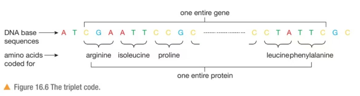 <p>A sequence of 3 bases in the template strand of DNA codes for ONE amino acid</p>