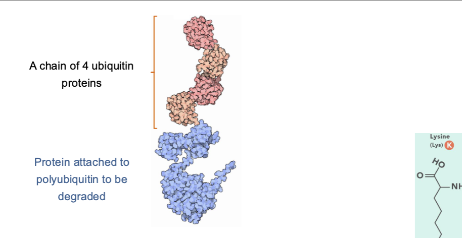 <p>Ubiquitin Protein</p>