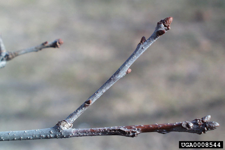 <p>Common name: Northern red oak</p><p></p><p>Genus: Quercus</p><p></p><p>Species: rubra</p><p></p><p>Family: Fagaceae</p>