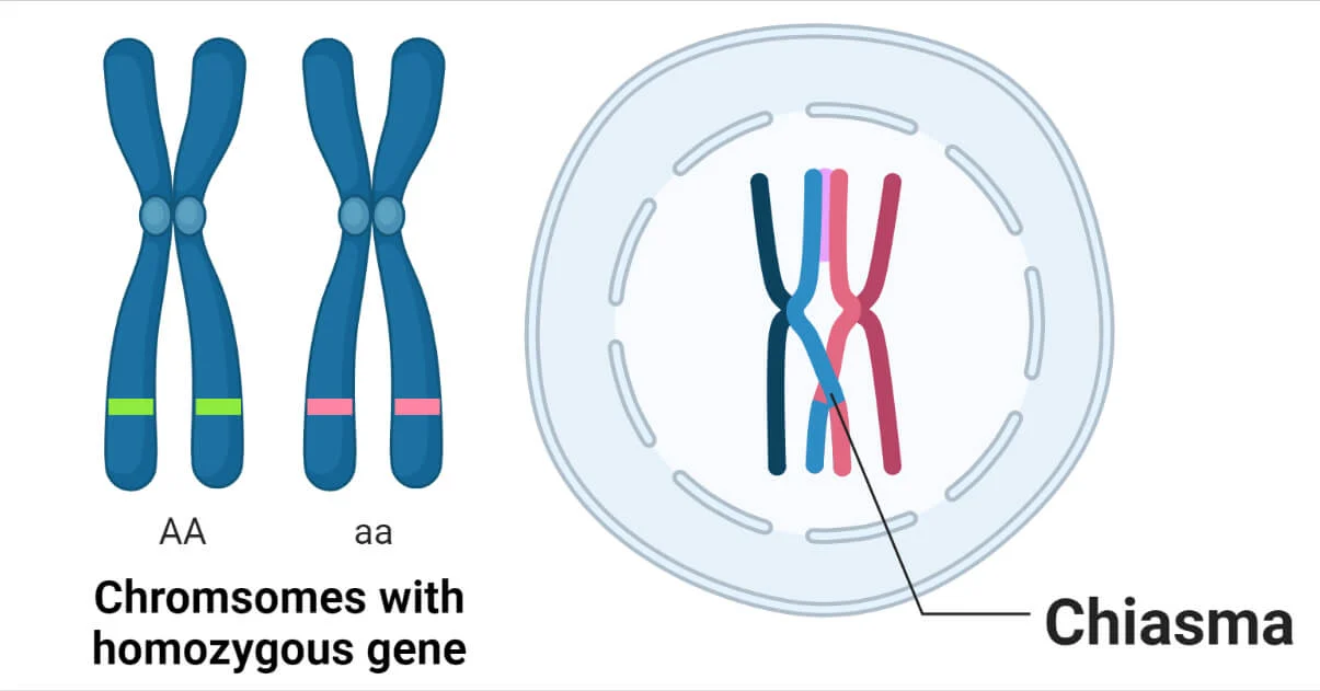 <p>Site of genetic recombination during meiosis.</p>