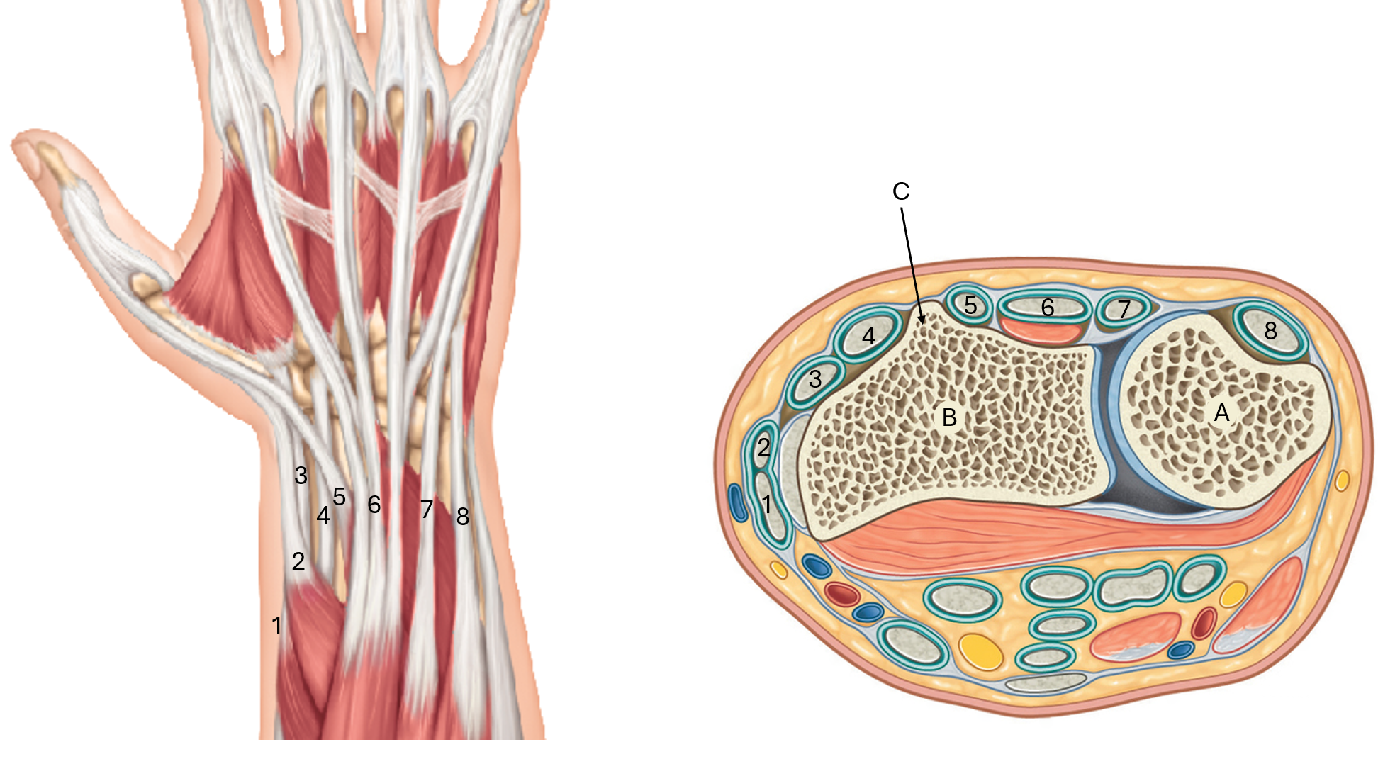 <p>label this diagram of the dorsum of the wrist</p>