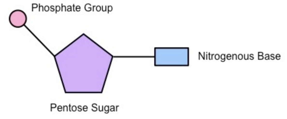 <p>monomers of nucleic acids (DNA and RNA), which differ depending on which nucleic acid it is — phosphate group, pentose sugar, and nitrogenous base</p>