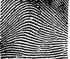 <p><span><span>ridges enter on one side and exit on the other side</span></span></p>