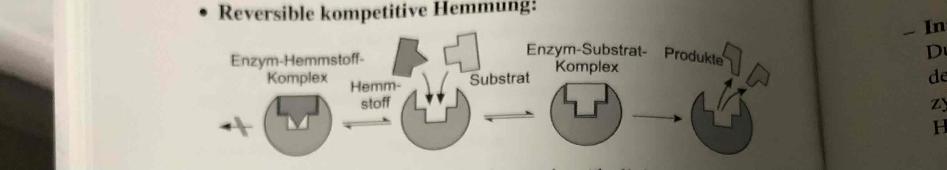 <ul><li><p>Reversible H</p><ul><li><p>Kompetetive Hemmung﻿﻿ : Inhibitor, = Struktur, bindet kovalent/ über starke Ionenbindung an Aminosäurerest im aktiven Zentrum.</p><ul><li><p>→ Erhöhung der Substratkonz bis sättigung (Sättigungskurve)</p></li><li><p>Antagonistische Wirkung</p></li></ul></li><li><p>Allosterische Hemmung: Inhibitor, ≠, Allosterisches Zentrum, ﻿﻿Veränderung der räumlichen Struktur des aktiven Zentrum</p><ul><li><p>→ Stärke der Wirkung hängt vom Mengenverhältnis Enzym &amp; Inhibitor</p></li><li><p>→ Veränderung der Substratkon-zentration → no Einfluss Auf Reaktionsgeschwindigkeit</p></li></ul></li></ul><ul><li><p>﻿﻿Aktivierung durch einen Aktivator → Konformationsveränderung</p></li></ul></li><li><p>Irreversieble Hemmun</p><ul><li><p>Inhibitor bindet <strong>kovalent</strong> an AZ → dauerhafte Blockade</p></li><li><p>bleibende Konformationsänderung</p></li><li><p></p></li></ul></li><li><p>Endprodukthemmung):</p><ul><li><p>Stoffwechselwege durch allosterische Inhibition bedarfsgerecht geregelt</p></li><li><p>Endprodukt der Stoffwechsel-kette als allosterischer Hemmstoff auf das Schrittmacherenzym</p></li></ul></li></ul>