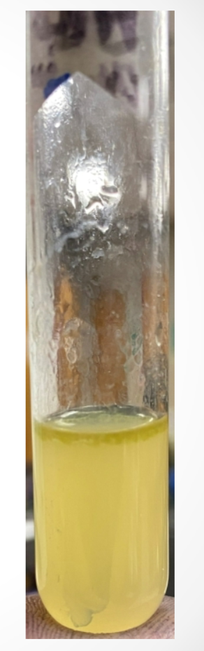 <p>What medium is used in this test? What bacteria was used and what does the reaction suggest?</p>