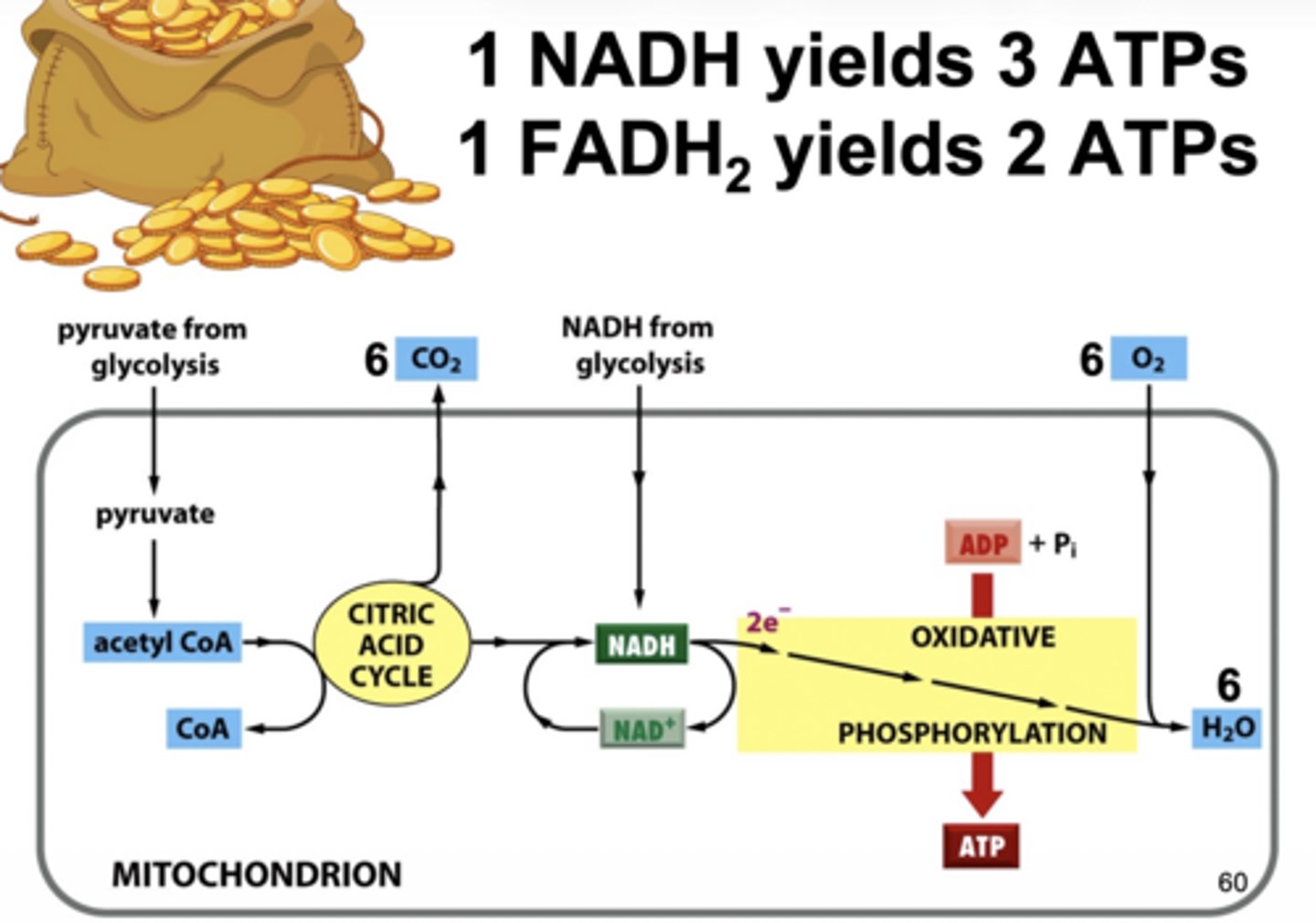 <p>1 NADH → 3 ATP</p><p>1 FADH₂ → 2 ATP</p>