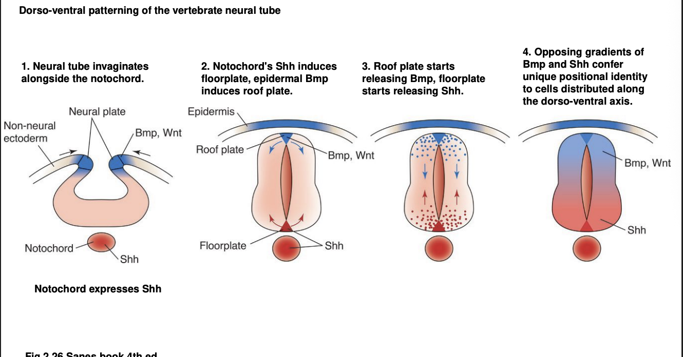 <ul><li><p>Shh→ Ventral up</p></li><li><p>BMP and Wnt→ Dorsal down</p></li></ul><p>What this does:</p><ul><li><p>gradient specifies a uniques D-V positional identity for differentiating neurons of the neural tube</p></li></ul><p></p>