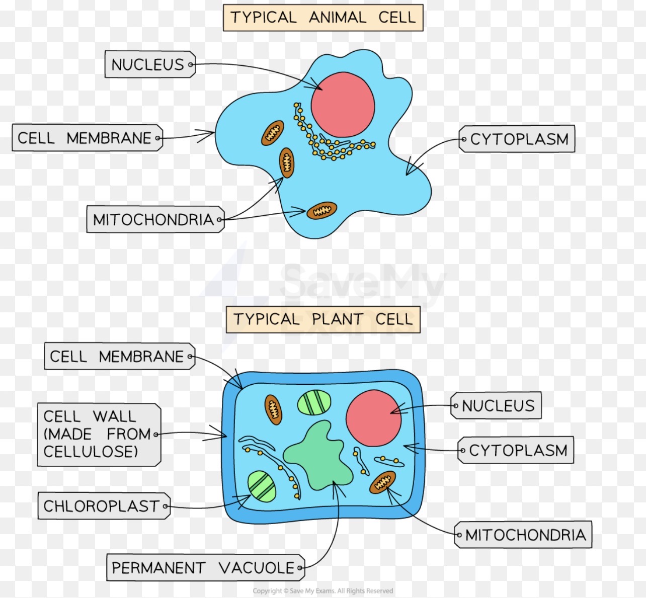 <p><mark data-color="red" style="background-color: red; color: inherit;">Nucleus</mark>: acts as the<mark data-color="red" style="background-color: red; color: inherit;"> control centre of the cell and contains DNA</mark> which is arranged into chromosomes</p><p><mark data-color="blue" style="background-color: blue; color: inherit;">Cytoplasm</mark>: gel like substance where most of the chemical reactions happen. <mark data-color="blue" style="background-color: blue; color: inherit;">Contains enzymes </mark>which control these chemical reactions</p><p><mark data-color="green" style="background-color: green; color: inherit;">Mitochondria</mark>: contain enzymes needed in <mark data-color="green" style="background-color: green; color: inherit;">aerobic respiration</mark></p><p><mark data-color="purple" style="background-color: purple; color: inherit;">Ribosomes</mark>: site of<mark data-color="purple" style="background-color: purple; color: inherit;"> protein synthesis</mark></p><p><mark data-color="yellow" style="background-color: yellow; color: inherit;">Cell wall</mark>: made of cellulose. <mark data-color="yellow" style="background-color: yellow; color: inherit;">Supports and strengthens</mark> the plant cell</p><p><mark data-color="green" style="background-color: green; color: inherit;">Large vacuole</mark>: contains<mark data-color="green" style="background-color: green; color: inherit;"> cell sap</mark>, which is a <mark data-color="green" style="background-color: green; color: inherit;">weak solution of sugars and salt</mark></p><p><mark data-color="yellow" style="background-color: yellow; color: inherit;">Partially permeable Cell membrane: </mark>controls what goes <mark data-color="yellow" style="background-color: yellow; color: inherit;">in and out of the cell</mark></p><p><mark data-color="green" style="background-color: green; color: inherit;">Chloroplast</mark>:site of photosynthesis {production of food for plant}. It <mark data-color="green" style="background-color: green; color: inherit;">contains a green substance</mark> called <mark data-color="green" style="background-color: green; color: inherit;">chlorophyll</mark></p>