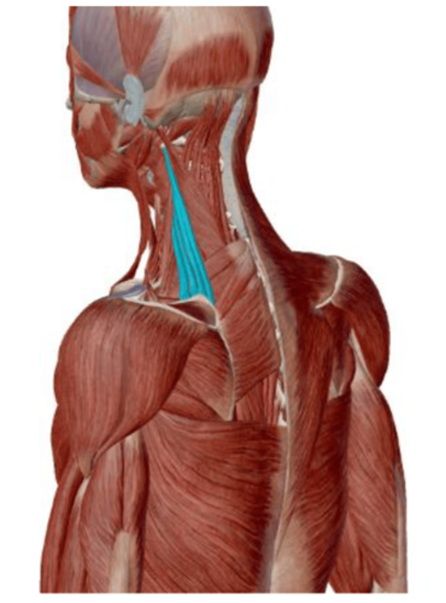 <p>elevation and downward rotation of the inferior angle of the scapula</p>