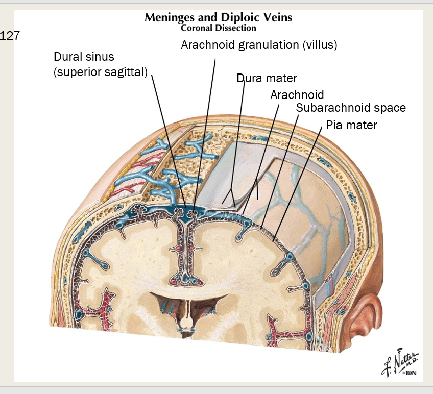 <p>Dura mater, Arachnoid, Pia mater<br><br>Dura Mater - strong outermost layer, surrounds brain, makes dural sinuses<br><br>Arachnoid - weblike, transparent (arachnoid granulations)<br><br>Pia mater - thin, highly vascularized, adherent to surface of brain and spinal cord</p><p></p>