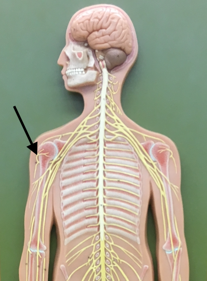 <p>name the specific yellow structure </p>