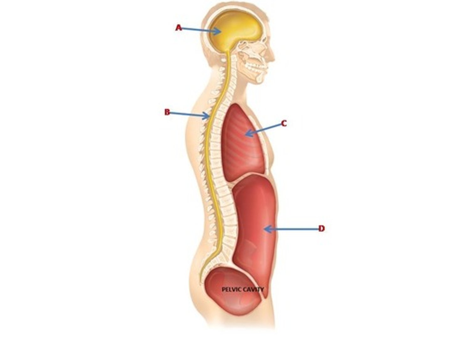 <p>Inferior anterior cavity which contains the reproductive organs.</p>
