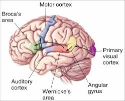<p>name this language model</p>