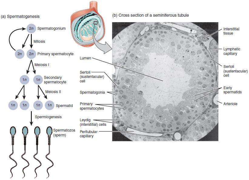 <p>spermatogonia </p>