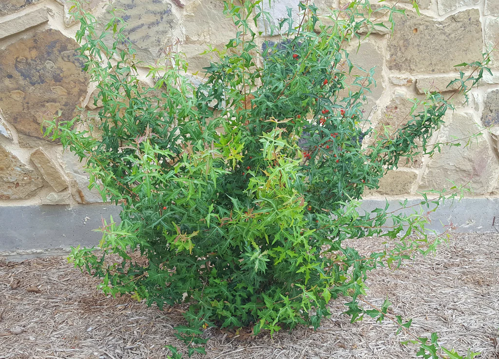 <p>Mahonia Trifollolata</p>
