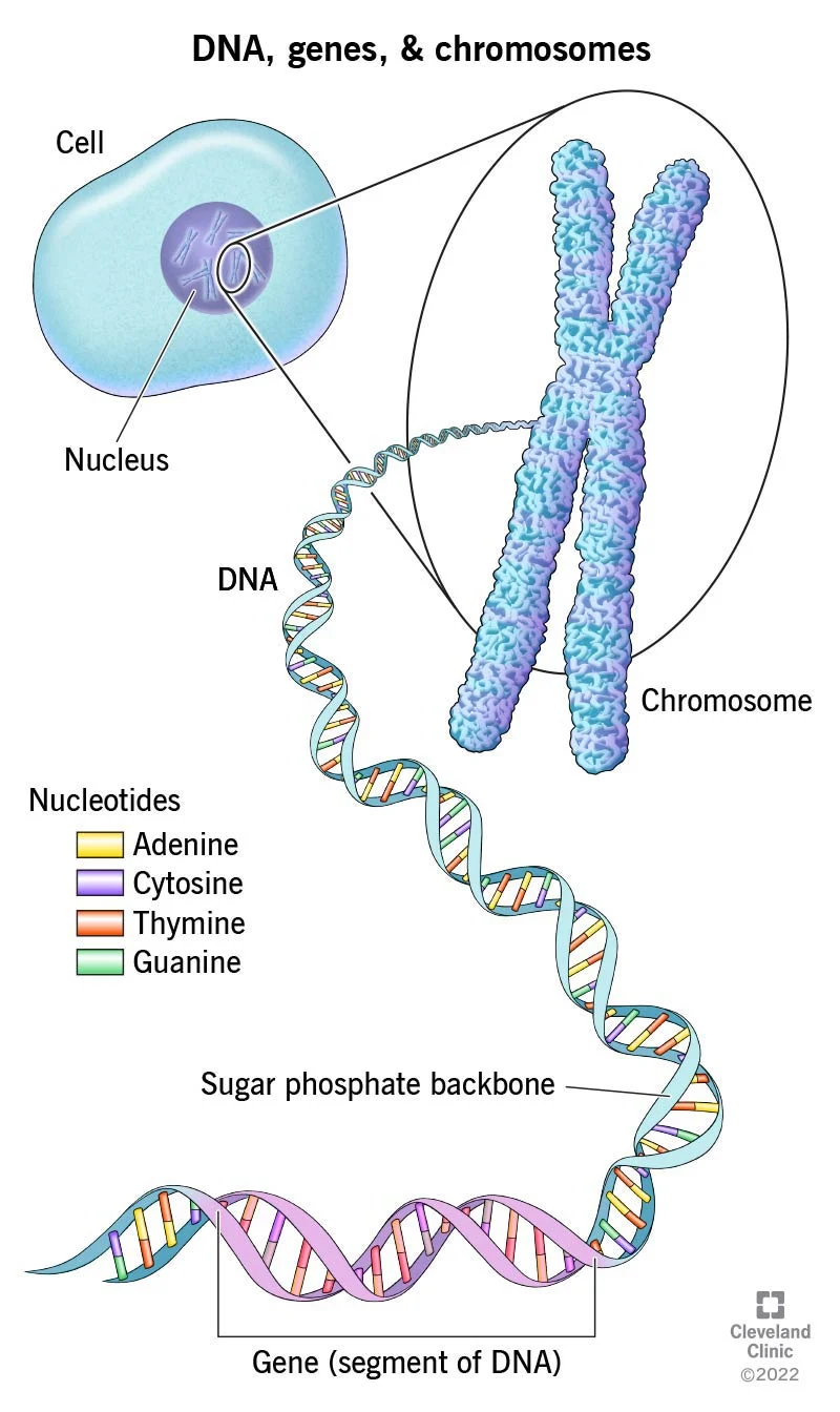 <p>gene</p>