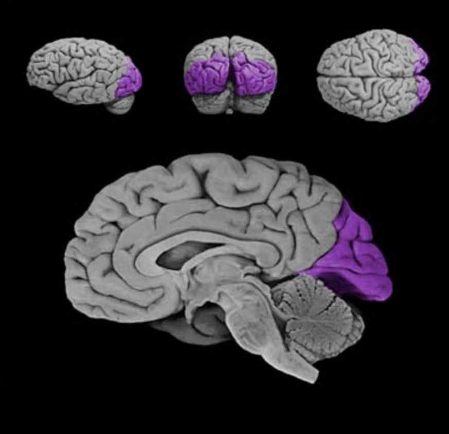 <p>Occipital lobe</p>