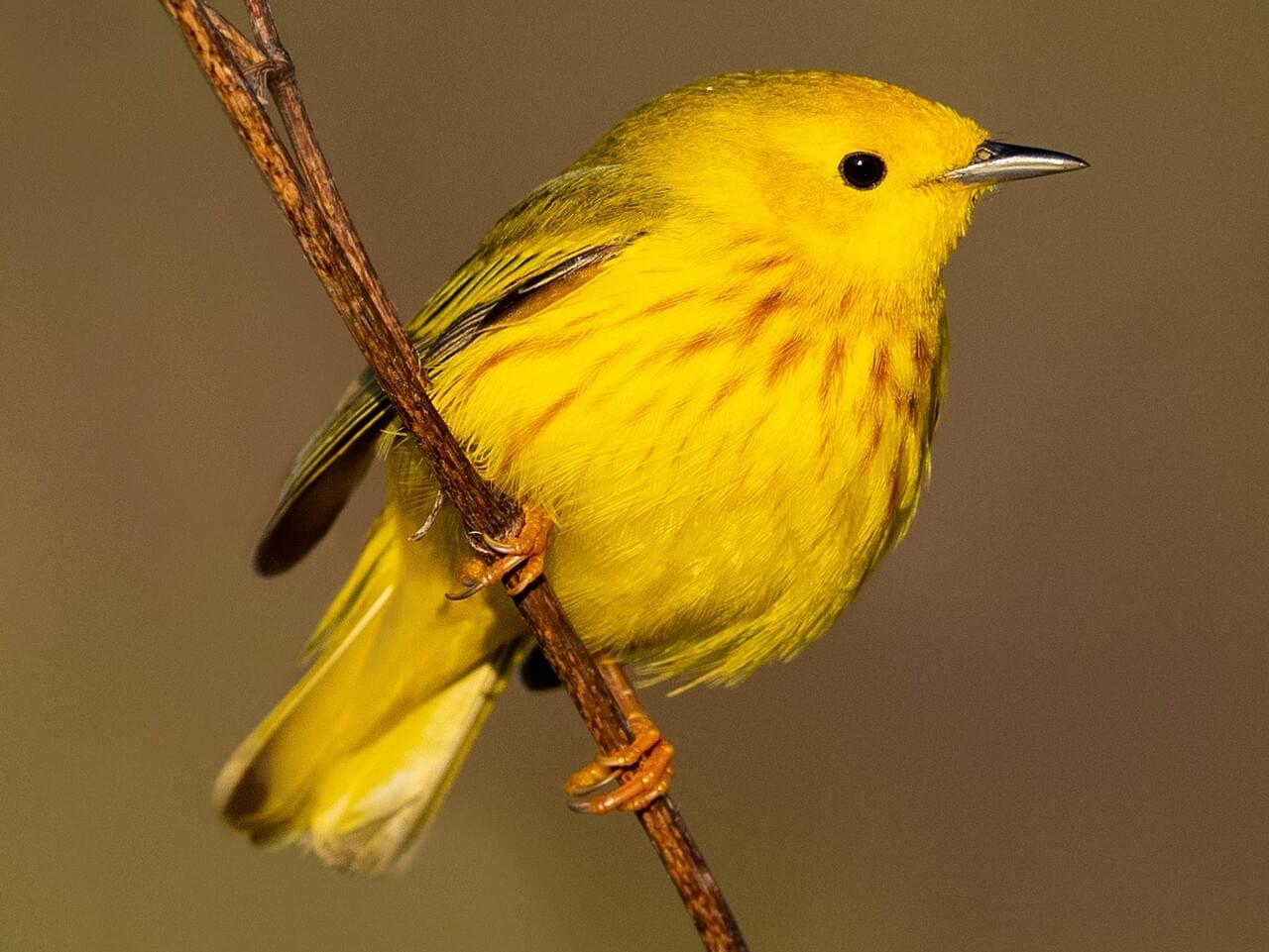 <p>All-yellow warbler; male has reddish breast streaks; flashes yellow tail patches.</p>