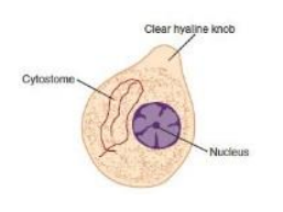 <p>Entamoeba histolytica</p>