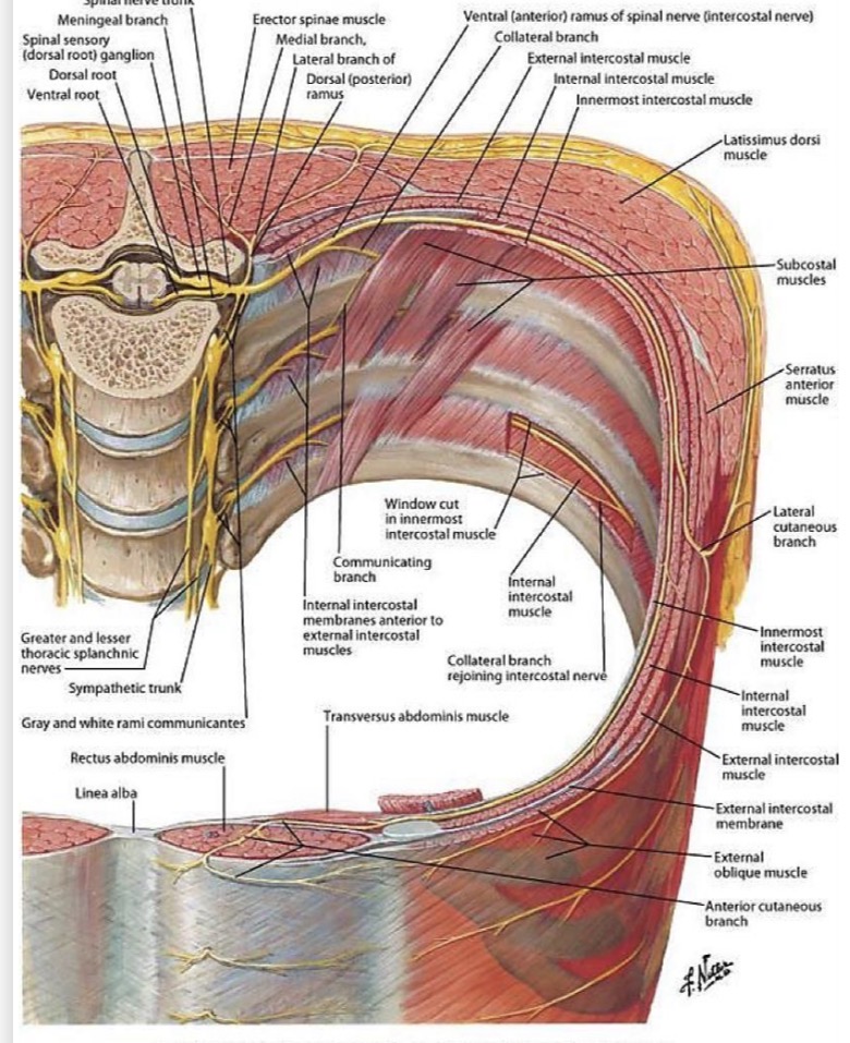<p>Tarpsonkauliniuose tarpuose</p>