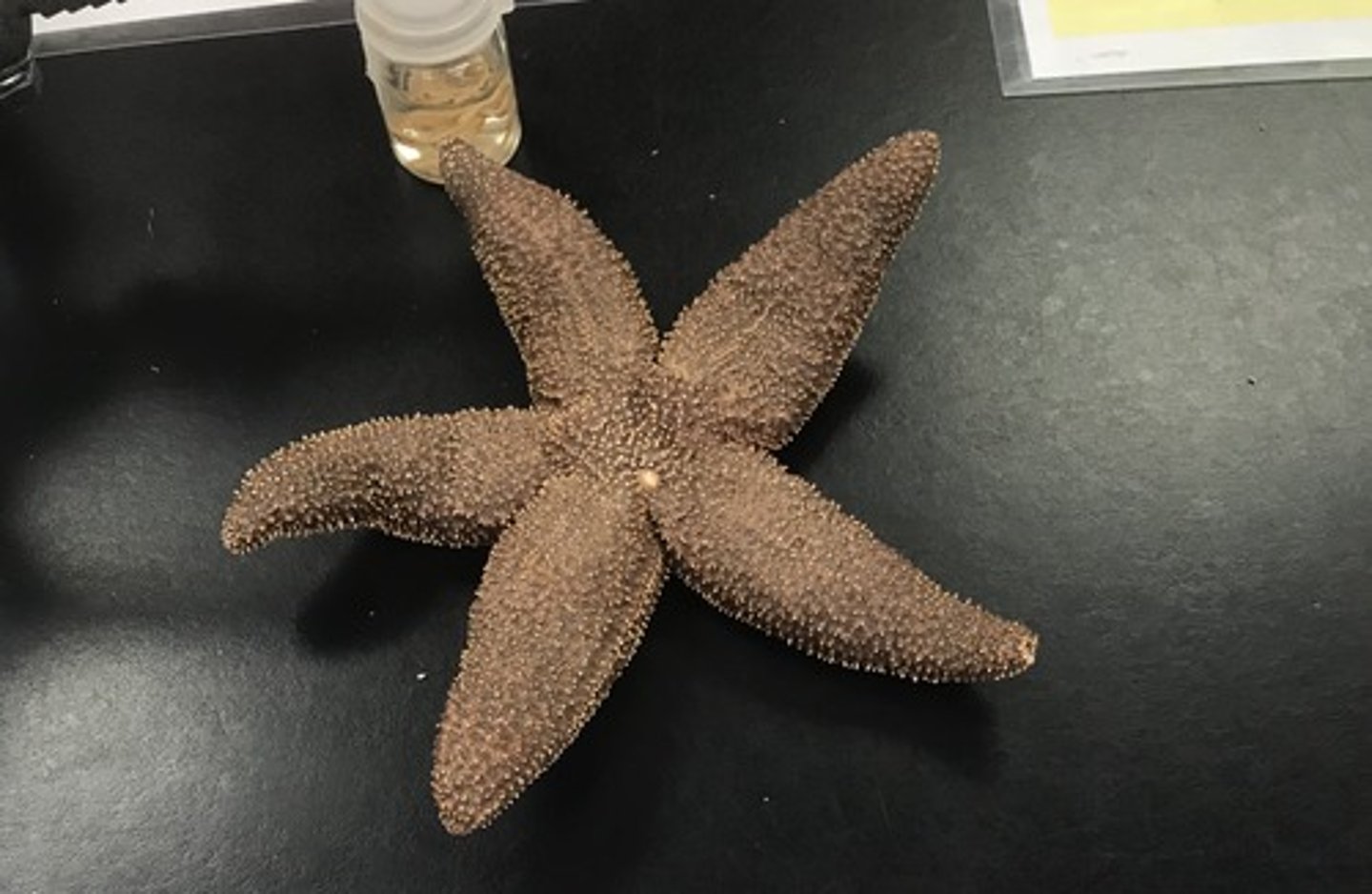 <p>For the following specimen(s), give the entire taxonomy and the name of the specimen(s)</p>