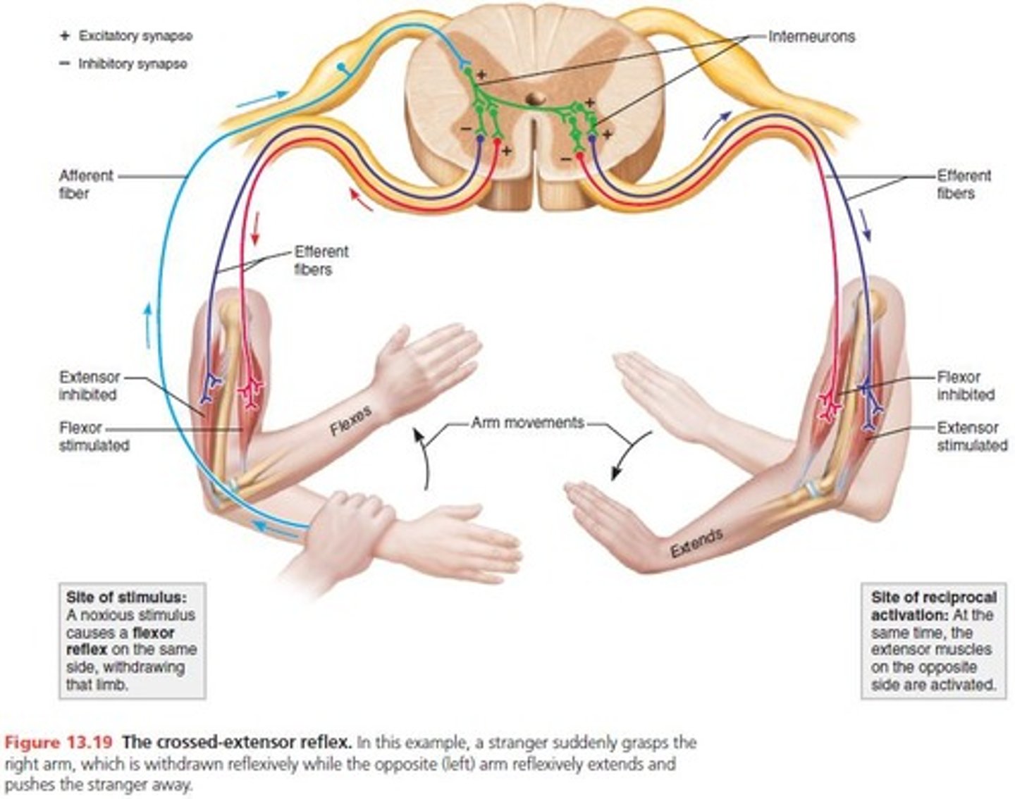 <p>When one limb is withdrawn, the opposing limb extends to support the body</p>