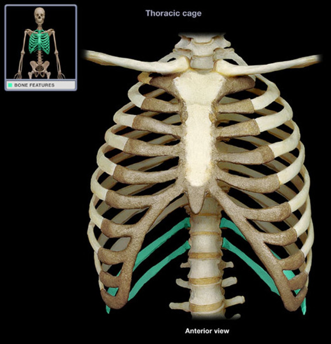 <p>last 2 ribs of the false ribs</p>