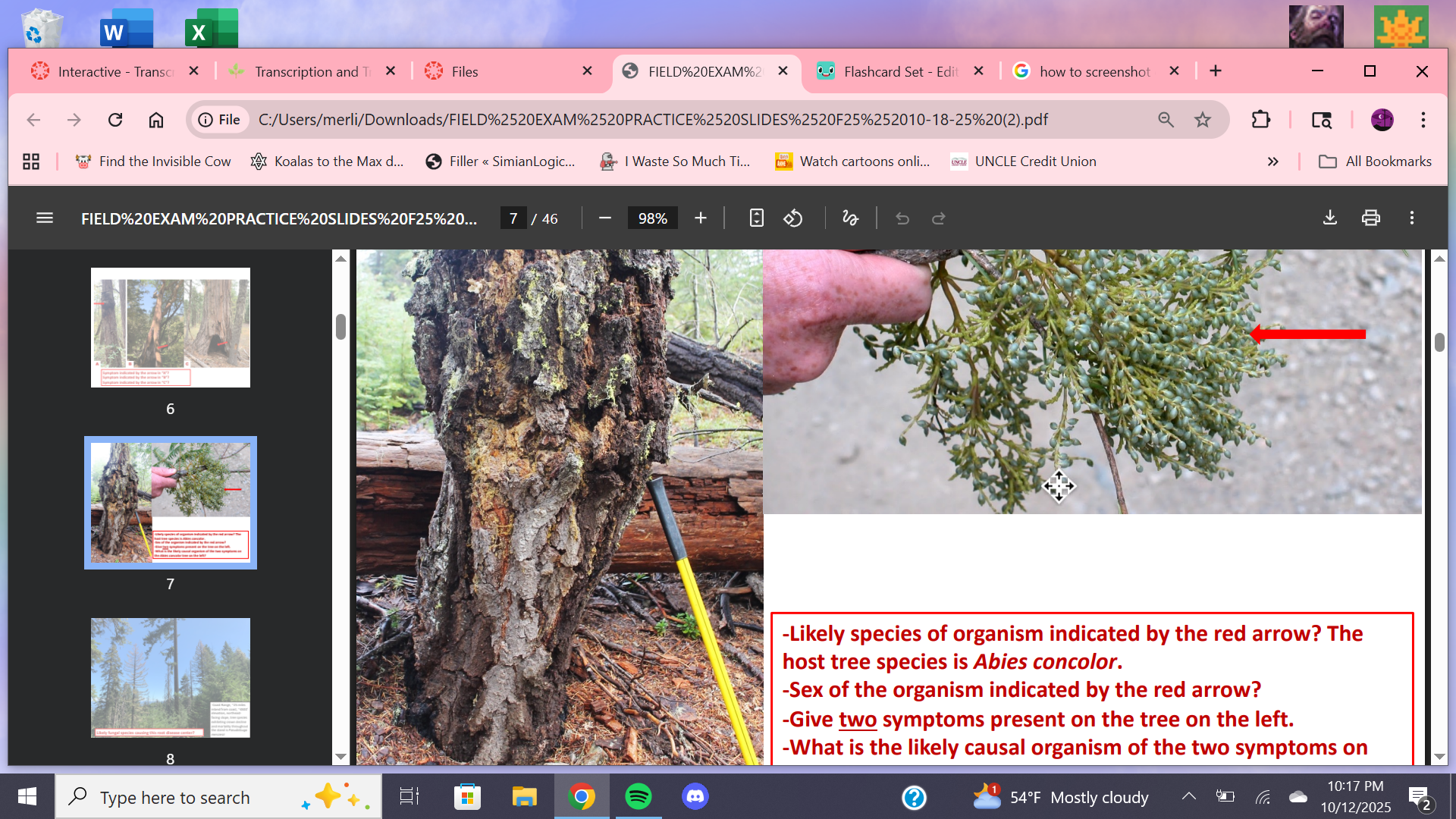 <p>Likely causal organism on Abies concoloris?</p>