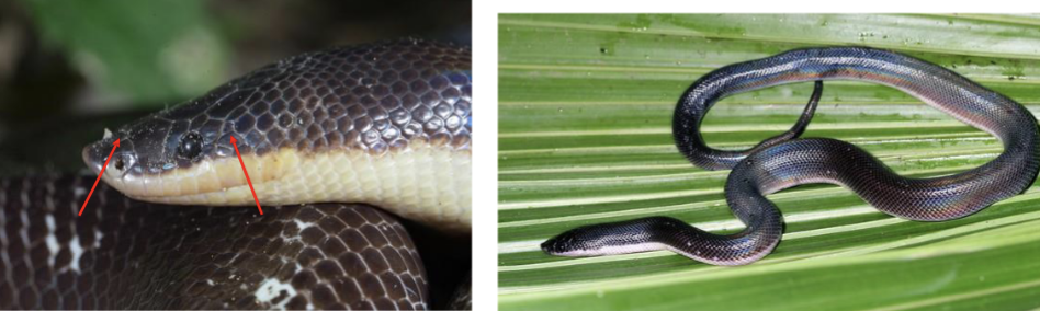 <p>Loxocemidae - Mexican burrowing snake</p>