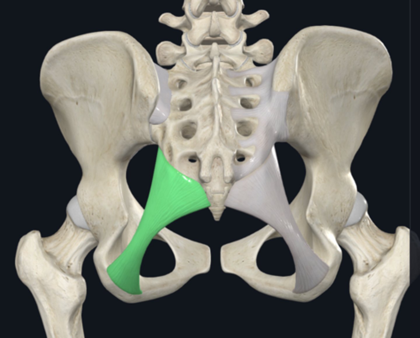<p>What is the Sacrotuberous ligament extend from (3) and to (1)? </p>