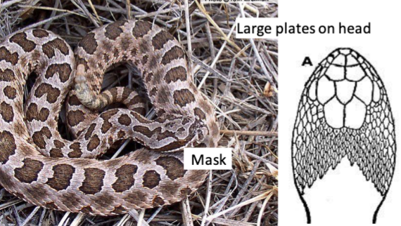 <p>CO species(1): S. catenatus</p><ul><li><p>small body, small rattle, short tail</p></li><li><p>large plate head scales, wide head, distinct mask</p></li><li><p>rough keeled scales</p></li><li><p>saddle color pattern</p></li><li><p>divided anal scale</p></li></ul>