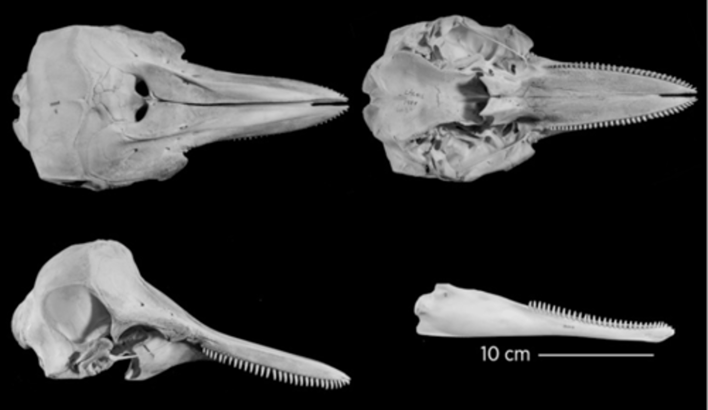 <p>What is the order, clade, subclade and family?</p>
