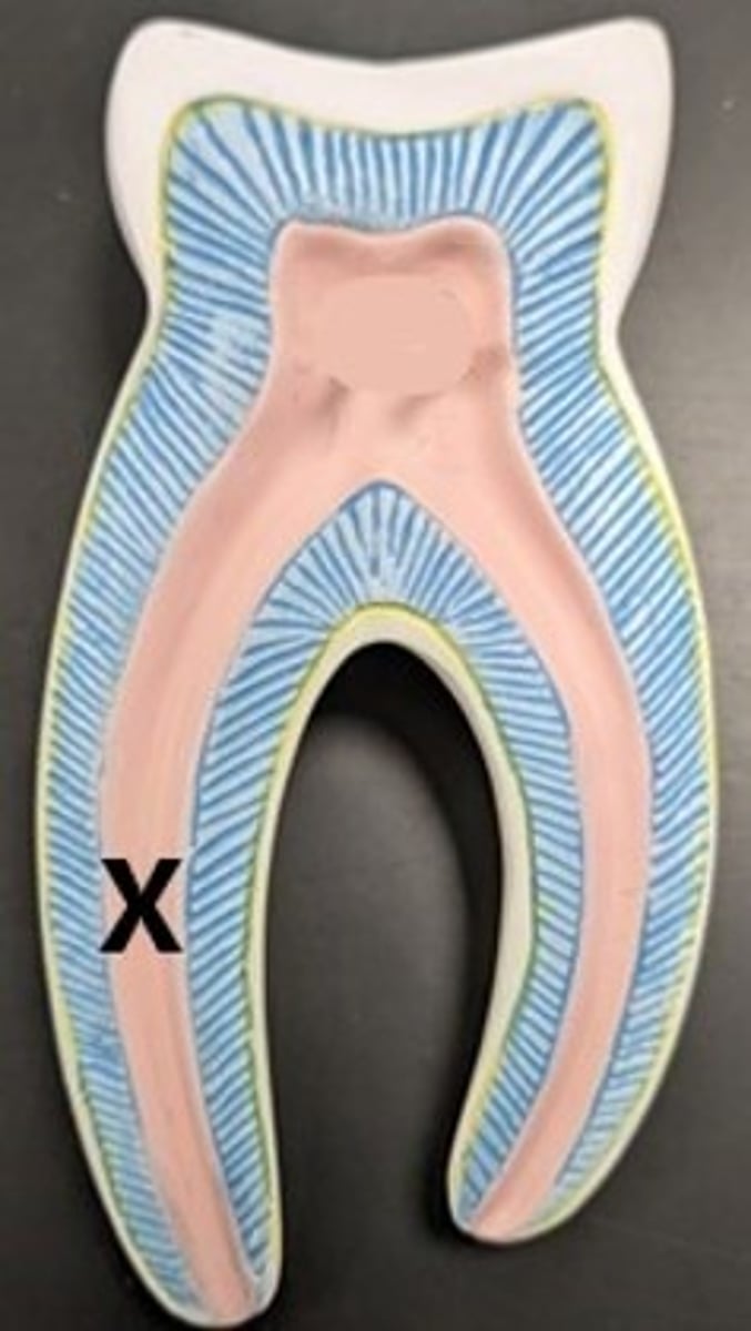 <p>ID the Internal Tooth Structure</p>