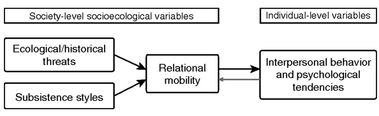 <ul><li><p>asked questions about how much people felt statements about the immediate society where they lived were accurate (e.g. ‘there are many chances to get to know other people’)</p></li><li><p>relational mobility predicted by:</p><ul><li><p>subsistence styles - <span>lower RM in rice-farming cultures; higher RM in herding cultures</span></p></li><li><p>ecological and historical threats - <span>RM lower in harsh climates, higher pathogen prevalence, population density, historically poorer nations</span></p></li></ul></li><li><p>relational mobility predicts:</p><ul><li><p>greater investment in relationships - <span>higher RM predicts trust in strangers, higher self-esteem, self-disclosure, intimacy with close friend/partner, willingness to help a close friend in crisis (i.e., offer social support)</span></p></li></ul></li></ul>