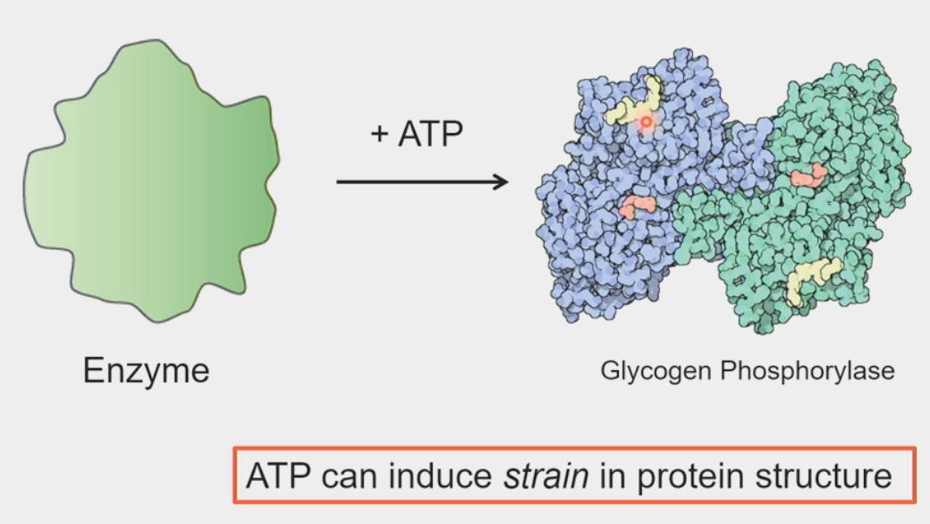 <ul><li><p>free energy can temporarily distort the 3D structure of proteins</p></li><li><p>induces <u>strain</u></p></li><li><p>protein relaxes back into native configuration → chemical reaction forced to occur</p></li></ul><p></p>
